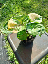Load image into Gallery viewer, Syngonium Mango Allusion, Orm Thong, Exact Plant Variegated Ships Nationwide

