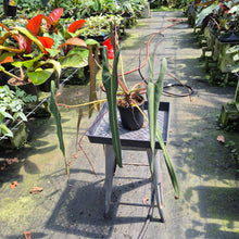 Load image into Gallery viewer, Philodendron Spiritus Sancti exact plant, Fedex 2day*
