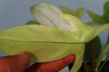 Load image into Gallery viewer, Philodendron Florida Ghost Exact Plant Ships nationwide
