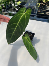 Load image into Gallery viewer, Anthurium Cirinoi, Exact Plant Ships Nationwide
