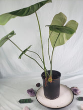 Load image into Gallery viewer, Gloriosum Dark Form XL, Exact Plant, Philodendron
