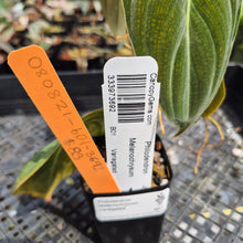 Load image into Gallery viewer, Philodendron Melanochrysum Variegated exact plant, Fedex 2day*
