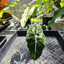 Load image into Gallery viewer, Alocasia Frydek, Exact Plant Variegated
