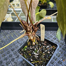 Load image into Gallery viewer, Anthurium Ace Of Spades X Papillilaminum, Exact Plant 5 top plant
