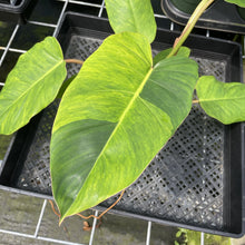 Load image into Gallery viewer, Philodendron Jungle Fever Mint Variegated exact plant, Fedex 2day
