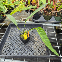 Load image into Gallery viewer, Anthurium Spectabile, Exact Plant Ships Nationwide
