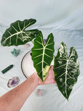 Load image into Gallery viewer, Frydek, Exact Plant, variegated Alocasia
