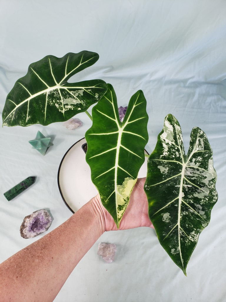 Frydek, Exact Plant, variegated Alocasia