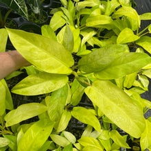 Load image into Gallery viewer, Philodendron Thai Sunrise Variegated 4" pot, Fedex 2day*
