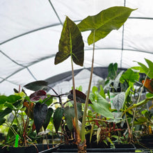 Load image into Gallery viewer, Alocasia Longiloba Lowii, Exact Plant
