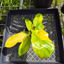 Load image into Gallery viewer, Philodendron Jungle Fever Yellow, Exact Plant Ships Nationwide
