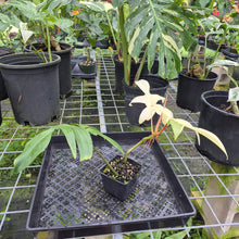 Load image into Gallery viewer, Philodendron Florida Ghost, Exact Plant
