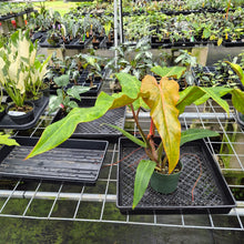 Load image into Gallery viewer, Philodendron Orange Marmalade, Autumn Queen exact plant, Fedex 2day
