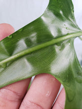 Load image into Gallery viewer, Holtonianum, exact plant, Philodendron, ships nationwide
