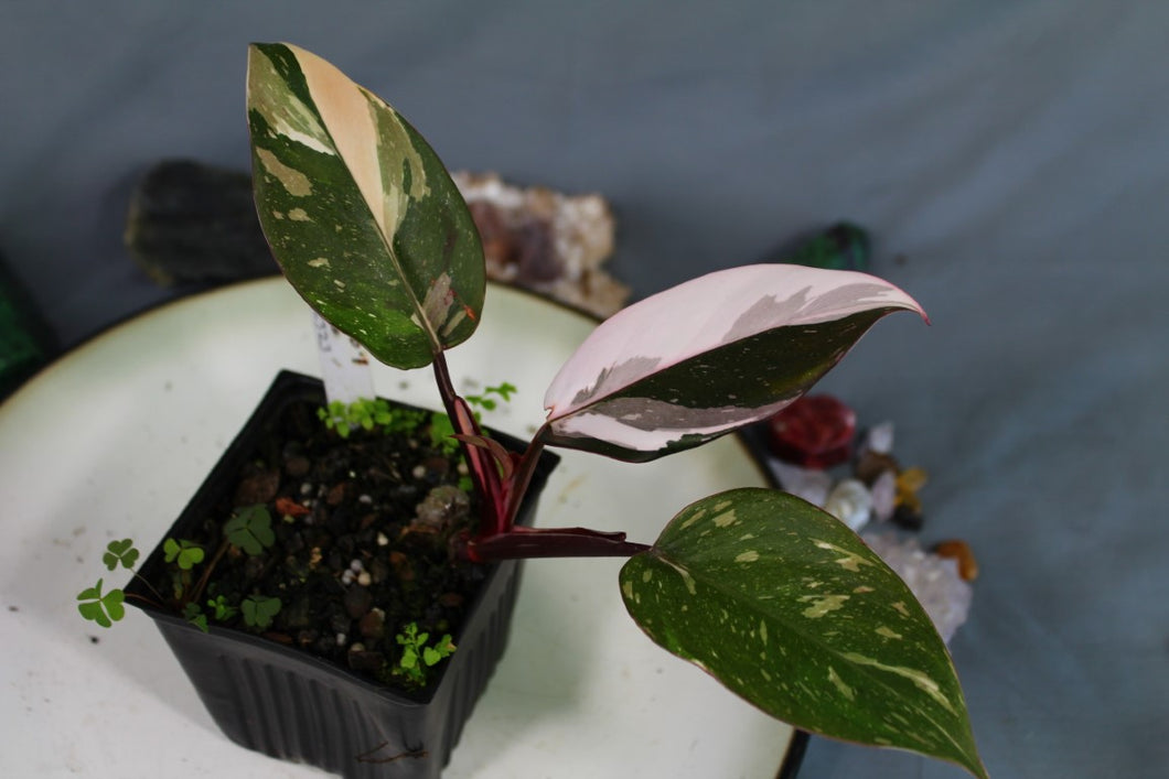 Variegated Philodendron Red Anderson Exact Plant