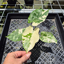 Load image into Gallery viewer, Alocasia Odora, Okinawa Silver Variegated exact plant, Fedex 2day*
