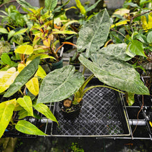 Load image into Gallery viewer, Alocasia Wentii, Exact Plant Variegated Large
