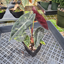 Load image into Gallery viewer, Alocasia Sedenii Aurea Variegated, Exact Plant Ships Nationwide

