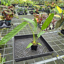 Load image into Gallery viewer, Anthurium Spectabile, Exact Plant
