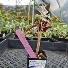 Load image into Gallery viewer, Alocasia Nobilis Pink variegated exact plant, Fedex 2day*

