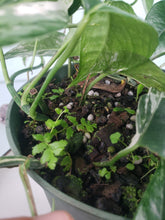 Load image into Gallery viewer, Pinnatum Albo, Exact Plant, multi plant pot, variegated Epipremnum
