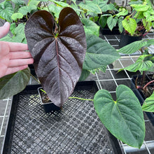Load image into Gallery viewer, Anthurium Moodeanum, Exact Plant Ships Nationwide
