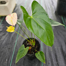 Load image into Gallery viewer, Anthurium Shibori, Exact Plant Variegated
