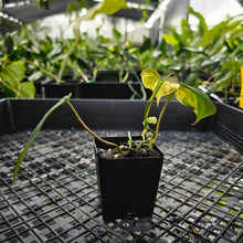 Load image into Gallery viewer, Philodendron Hederaceum Micans Aurea, Exact Plant Variegated Ships Nationwide
