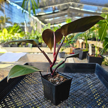 Load image into Gallery viewer, Philodendron Dark Lord, Exact Plant Ships Nationwide
