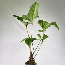 Load image into Gallery viewer, Anthurium Brownii, Exact Plant Large

