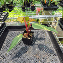 Load image into Gallery viewer, Philodendron Strawberry Shake Variegated exact plant, Fedex 2day*
