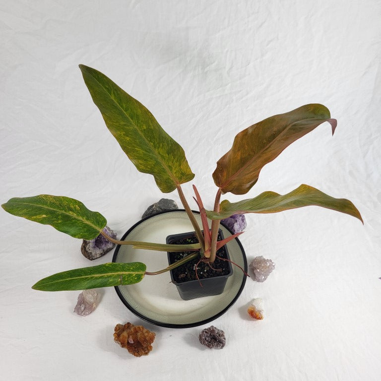 Philodendron Orange Marmalade, Exact Plant