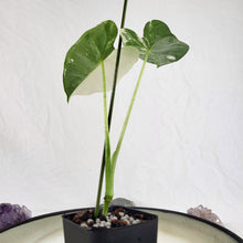 Load image into Gallery viewer, Alocasia Frydek, Exact Plant Variegated Ships Nationwide
