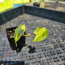 Load image into Gallery viewer, Philodendron Hederaceum Micans Aurea, Exact Plant Variegated Ships Nationwide
