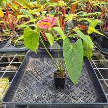 Load image into Gallery viewer, Anthurium Shibori, Exact Plant Variegated Ships Nationwide
