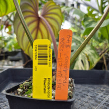 Load image into Gallery viewer, Philodendron Plowmanii, Exact Plant Ships Nationwide
