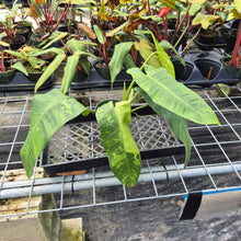 Load image into Gallery viewer, Philodendron Jose Buono, Exact Plant Variegated Ships Nationwide
