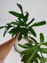 Load image into Gallery viewer, Philodendron Quercifolium, Exact Plant Ships Nationwide
