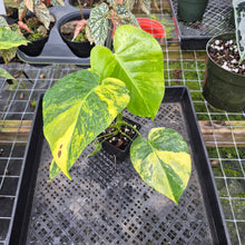 Load image into Gallery viewer, Monstera Marilyn Variegated, Exact Plant Ships Nationwide.
