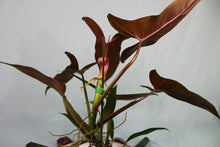 Load image into Gallery viewer, Philodendron Mexicanum Exact Plant
