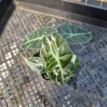 Load image into Gallery viewer, Alocasia polly pink variegated, Exact Plant Ships Nationwide.
