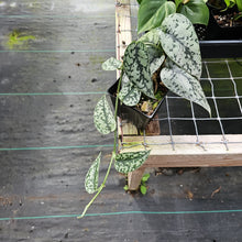 Load image into Gallery viewer, Scindapsus Silver Lady, Exact Plant Ships Nationwide
