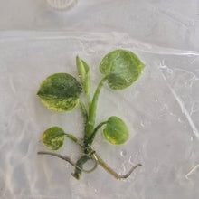 Load image into Gallery viewer, Scindapsus Pictus Variegated tissue culture Fedex 2day
