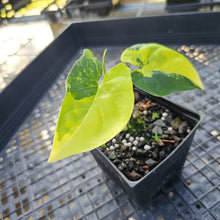 Load image into Gallery viewer, Syngonium Aurea, Exact Plant Variegated Ships Nationwide

