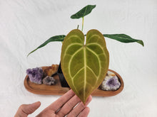 Load image into Gallery viewer, Anthurium Magnificum X Crystalinum, Exact Plant Ships Nationwide
