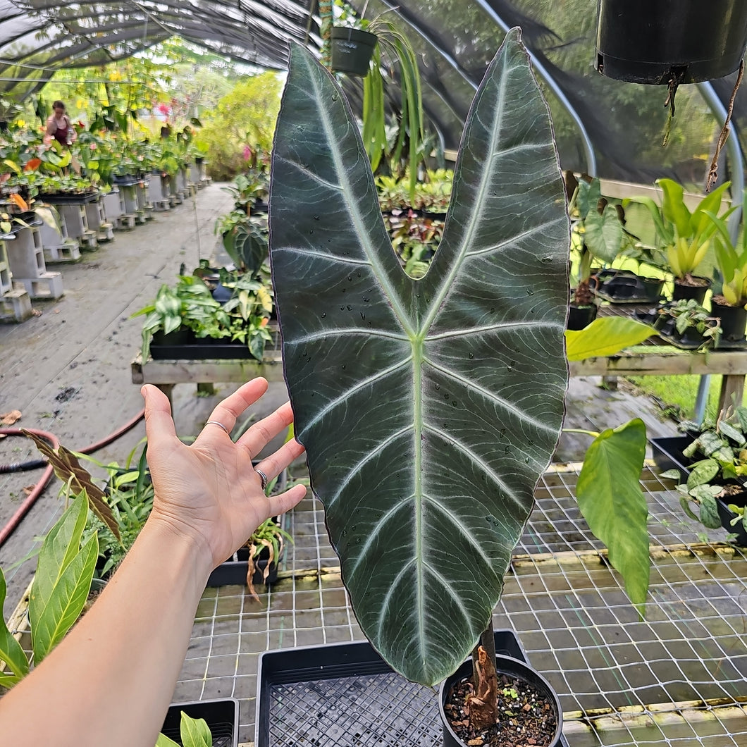 Alocasia Longiloba, Denudata, Exact Plant