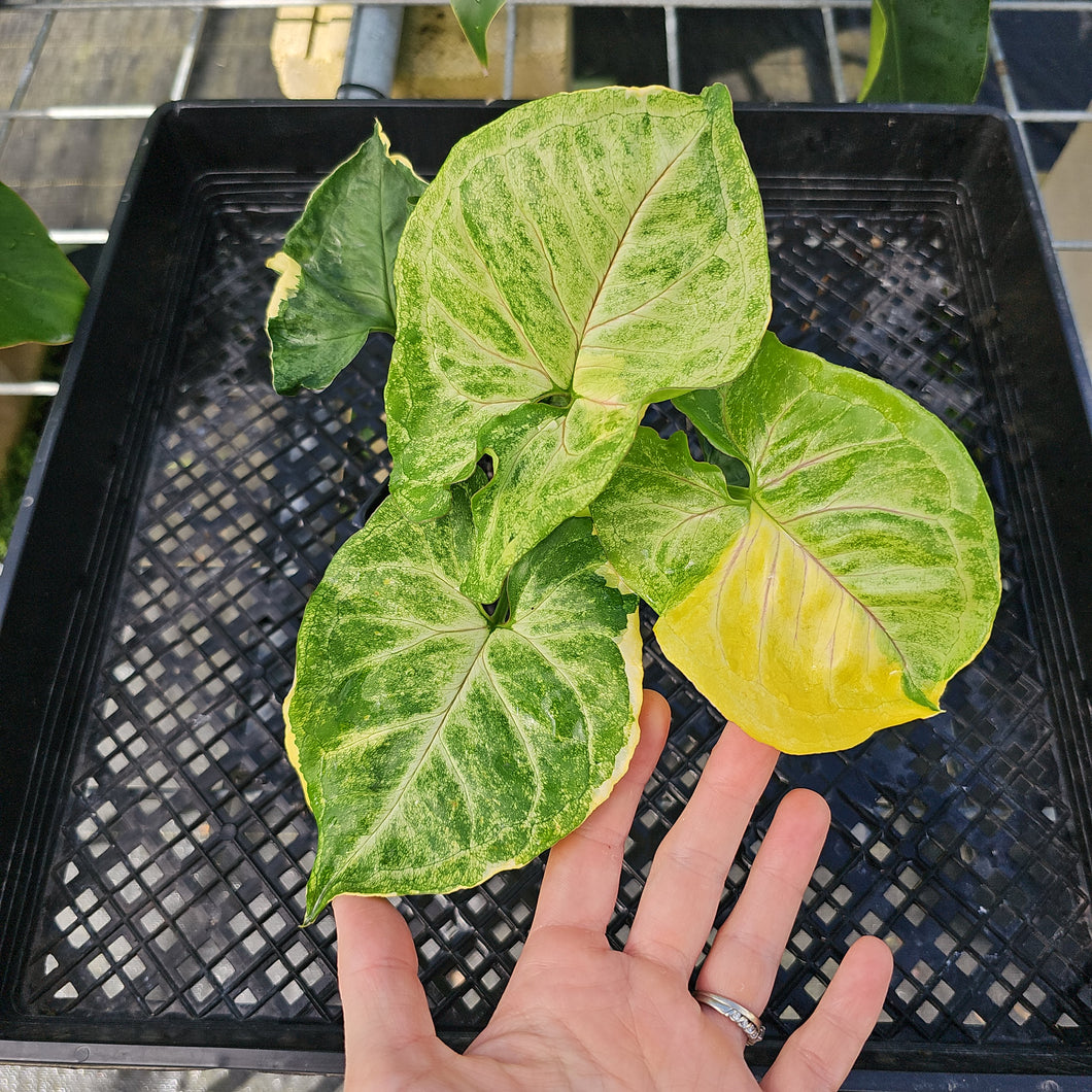 Syngonium Mango Allusion, Orm Thong, Exact Plant Variegated Ships Nationwide