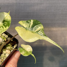 Load image into Gallery viewer, Alocasia Stingray Aurea Variegated exact plant, Fedex 2day*
