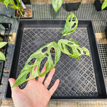 Load image into Gallery viewer, Monstera Adansonii Mint &quot;Indonesia&quot;, Exact Plant Variegated Ships Nationwide
