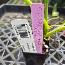 Load image into Gallery viewer, Philodendron Holtonianum Variegated, Exact Plant Ships Nationwide
